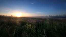 Утро в поле / 5 утра в поле недалеко от с. Новое, Московская область.