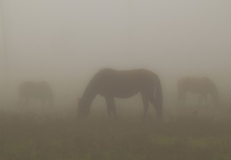 Туман / Пасутся в тумане на опушке леса.