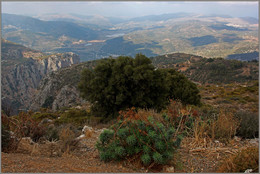 Критское придорожное / Крит. Снято с дороги в Диктийских горах.