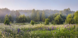 Цветущий июль / Июльские зарисовки