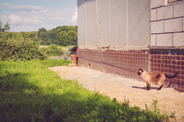 Вышел погулять / Село Клеймёново, Орловская область. Балуша и Зайка :-)