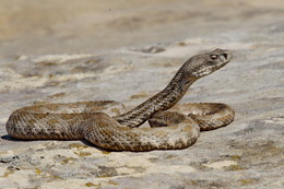 гюрза / одна из самых ядовитых змей