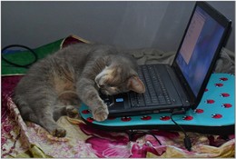 умаялся Тоша в интернете сидеть / кот уставший от хлопот...