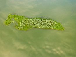 Необитаемый остров / Фото с квадрокоптера над озером с зеленым островком