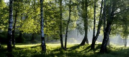 В березовой роще.... / Шуваловский парк. Июль