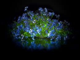 stil life with forget-me-not / still life with blue flowers - forget-me not