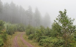 Туманное утро заповедника / После ночного дождя