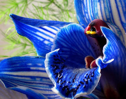 Орхидея / Синяя орхидея, макро