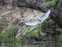 Широко раскинув крылья / Беларусь, Полесский Национальный Парк, река Припять. Большая белая цапля