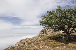 Груша / Старая дикая груша около вершины горы Ильяс-кая.