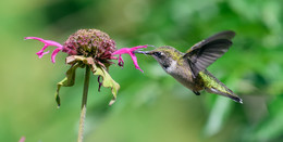 Ruby-throated hummingbird (female) / Обыкновенный (рубиновогорлый, краснозобый) архилохус, или обыкновенный (рубиновогорлый, краснозобый) колибри
========================
вот бы никогда не подумал, что этот вид колибри большую часть года проводит на юге Канады и центральныхвосточных районах США 
То , что колибри любят нектар цветков известно всем , но птицы также не прочь полакомиться и насекомыми, которых они ловят в воздухе, или пауками, которых они отрывают от паутины; питаются комарами, гнусом, плодовыми мушками и мелкими пчёлами. Иногда собирают насекомых, которых привлекают растительные соки, или клюют гусениц и тлей.