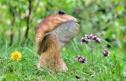 Вершина взята! / В вечернем лесу на опушке