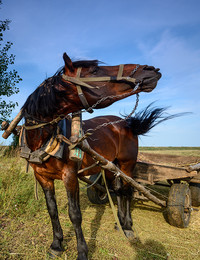 Кокетка... / Фотограф немного разнообразил скучную жизнь рабочей деревенской лошади...