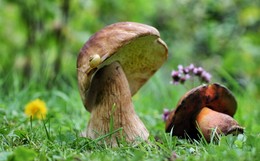 Про грибы и улитку / На полянке
