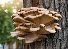 Mushrooms / Mushrooms