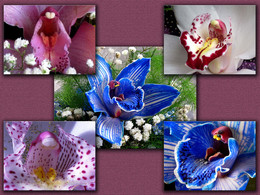 Ангелы орхидеи / сердце орхидеи