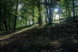 В лучах солнца ... / Деревья, солнечные лучи.