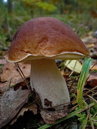 На лесной дорожке... / белый гриб