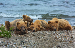 &quot;Четыре брата!&quot; / Четверо медвежат лежат на берегу в ожидание когда &quot;МАМА&quot;поймает рыбу