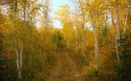 Осенними дорожками... / лесными