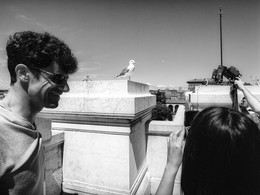 Чайку фотографируют туристы на крыше в Риме весной 2014 или 2013 / Чайку фотографируют туристы на крыше в Риме весной 2014 или 2013