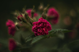 Роза в пасмурный день. / Розовый куст в парке.