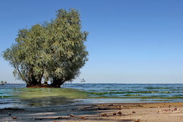 Днепровские пальмы... / Кременчугское водохранилище.