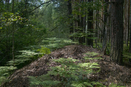 Лесной холм / За холмом начинаются бесконечные заросли черники, брусники, ежевики