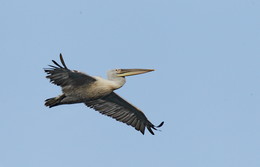 Тренировочный полет / Молодые пеликаны постоянно кружат над заливом, то садятся на водную гладь, то взлетают и делают несколько кругов над водой и опять садятся.