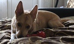 собака с игрушкой / собака породы&quot;Австралийская пастушья&quot; лежит на диване с любимой игрушкой