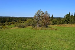 Одинокая рябина / Кемеровская область. Сибирь.