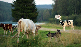 Говядина / Вечерело. Коровы возвращались домой привычной дорогой, а местный пёс Барбос начал барагозить.