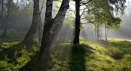 В березовой роще.... / Шувпловский парк. Июнь