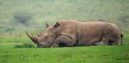 Кения - сафари / Белый носорог