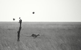 speed / охота гепарда