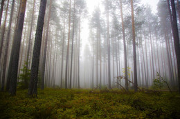 &nbsp; / Осенний туманный лес. Приозерский р-н ЛО