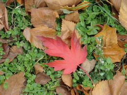 Осень постучалась в двери / красивый лист на траве