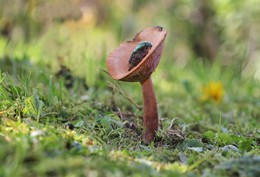 Примостился... / В осеннем лесу что только не встретишь