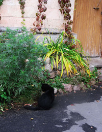Черный кот / Симпатичный черный кот случайно повстречавшийся мне.
