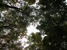 Небо средь листвы / Кроны деревьев.