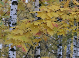 Мокрой осени тусклые краски / Осенняя природа