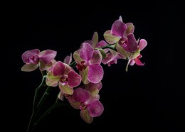 Phalaenopsis / Phalaenopsis