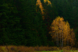 Лес... / Поздняя осень...