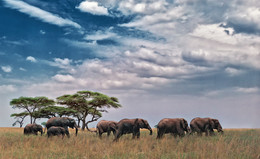 family / семья слонов