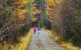 скандинавская фоточка / Деревня Лесное, 15 октября 2017 года, лес, заброшенная дорога