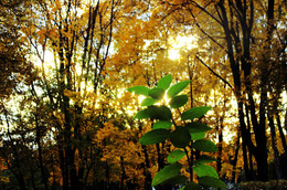 Зеленый росток средь золота листвы / Листочки цветка, что растет в парке на фоне осенней листвы.