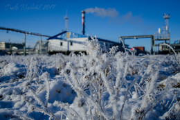 Первый иней. / Первое морозное утро, пока Ямальский ветер не сдул всю красоту, успел пробежаться с камерой. Бованенково, полуостров Ямал.