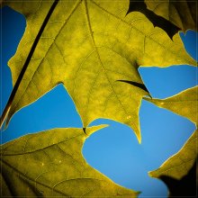 Green & Blue / Вышел на улицу вечерком (сегодня)...
...солнышко игралось в листве,
...а у меня хорошее настроение,
...вот и все!