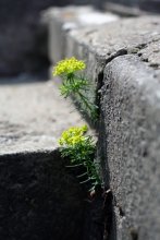 Цветы и камни / Проросли-таки сквозь камни и бетон