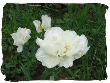 Белый цветок / ____